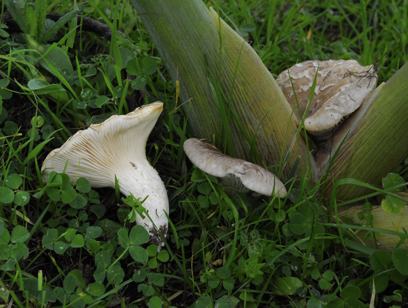Pleurotus eryngii var. ferulae